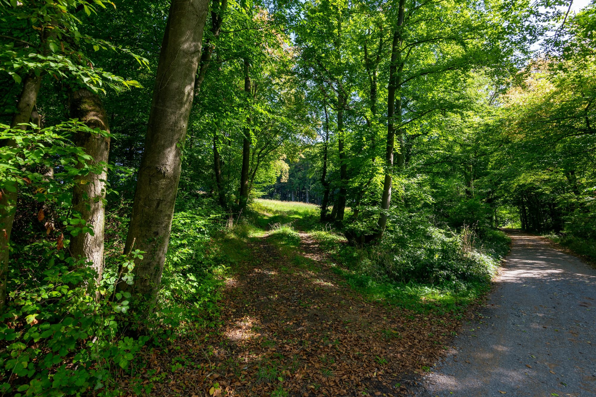 A forest path that forks into a gravel road and a leaf-covered trail