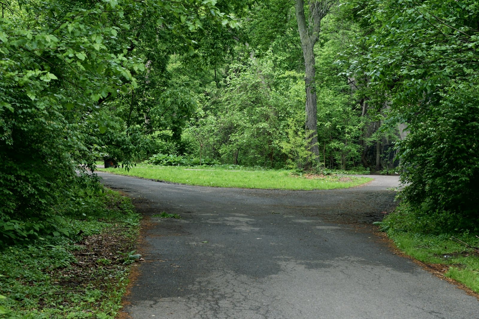 A paved path that forks into two directions through green trees